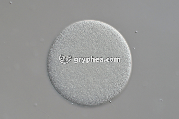 Ovule d'Oursin avec spermatozoïde x150 - gryphea.org